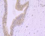 XPO5 Antibody in Immunohistochemistry (Paraffin) (IHC (P))