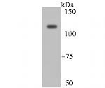 XPO5 Antibody in Western Blot (WB)