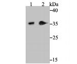 Syntaxin 3 Antibody in Western Blot (WB)