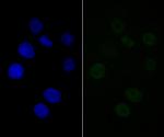 BAF57 Antibody in Immunocytochemistry (ICC/IF)