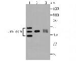 LUM Antibody in Western Blot (WB)