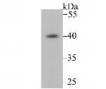 FBXO32 Antibody in Western Blot (WB)