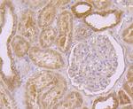 PEN2 Antibody in Immunohistochemistry (Paraffin) (IHC (P))