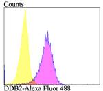 DDB2 Antibody in Flow Cytometry (Flow)