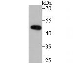 DDB2 Antibody in Western Blot (WB)