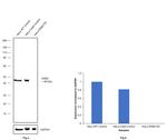 DDB2 Antibody in Western Blot (WB)