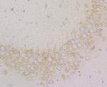 SRP54 Antibody in Immunohistochemistry (Paraffin) (IHC (P))