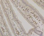 SRP54 Antibody in Immunohistochemistry (Paraffin) (IHC (P))