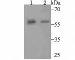 SRP54 Antibody in Western Blot (WB)