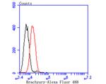 Brachyury Antibody in Flow Cytometry (Flow)