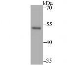 Brachyury Antibody in Western Blot (WB)