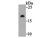 NDUFS4 Antibody in Western Blot (WB)