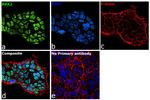 RPA2 Antibody in Immunocytochemistry (ICC/IF)