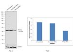 RPA2 Antibody in Western Blot (WB)