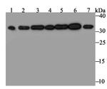 RPA2 Antibody in Western Blot (WB)