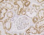 SRSF3 Antibody in Immunohistochemistry (Paraffin) (IHC (P))