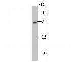 TC10 Antibody in Western Blot (WB)