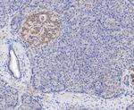 TPPP Antibody in Immunohistochemistry (Paraffin) (IHC (P))