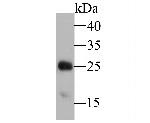 TPPP Antibody in Western Blot (WB)