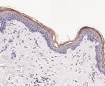 GSTK1 Antibody in Immunohistochemistry (Paraffin) (IHC (P))