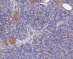 GSTK1 Antibody in Immunohistochemistry (Paraffin) (IHC (P))