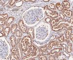 GSTK1 Antibody in Immunohistochemistry (Paraffin) (IHC (P))