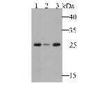 GSTK1 Antibody in Western Blot (WB)