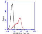 GTPBP4 Antibody in Flow Cytometry (Flow)