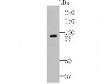 GTPBP4 Antibody in Western Blot (WB)