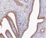 Calpain S1 Antibody in Immunohistochemistry (Paraffin) (IHC (P))