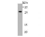 Calpain S1 Antibody in Western Blot (WB)