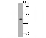 ENTPD5 Antibody in Western Blot (WB)