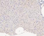 ACADM Antibody in Immunohistochemistry (Paraffin) (IHC (P))