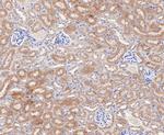 ACADM Antibody in Immunohistochemistry (Paraffin) (IHC (P))