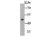 ACADM Antibody in Western Blot (WB)