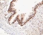 HSF2 Antibody in Immunohistochemistry (Paraffin) (IHC (P))