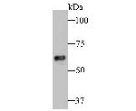 TCP1 Antibody in Western Blot (WB)