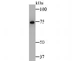 RSK1 Antibody in Western Blot (WB)