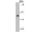 ENTPD5 Antibody in Western Blot (WB)