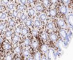 L-Plastin Antibody in Immunohistochemistry (Paraffin) (IHC (P))