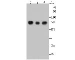 L-Plastin Antibody in Western Blot (WB)