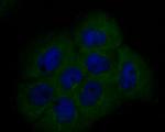 BCL2L12 Antibody in Immunocytochemistry (ICC/IF)