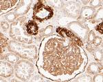 BCAM Antibody in Immunohistochemistry (Paraffin) (IHC (P))