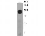 BCAM Antibody in Western Blot (WB)