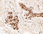 LTA4H Antibody in Immunohistochemistry (Paraffin) (IHC (P))