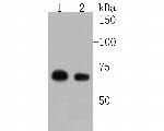 LTA4H Antibody in Western Blot (WB)