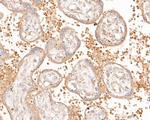 NEK7 Antibody in Immunohistochemistry (Paraffin) (IHC (P))