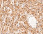 NEK7 Antibody in Immunohistochemistry (Paraffin) (IHC (P))