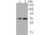 NEK7 Antibody in Western Blot (WB)