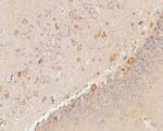 NUDC Antibody in Immunohistochemistry (Paraffin) (IHC (P))